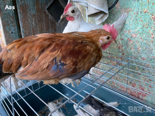 Джинки чифтове, снимка 3 - Кокошки и пуйки - 54315090