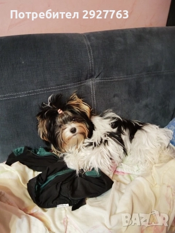 Бивер йоркширски териер, снимка 9 - Йоркширски териер - 52475821