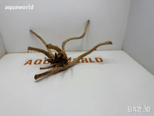 Корен Азалия 30