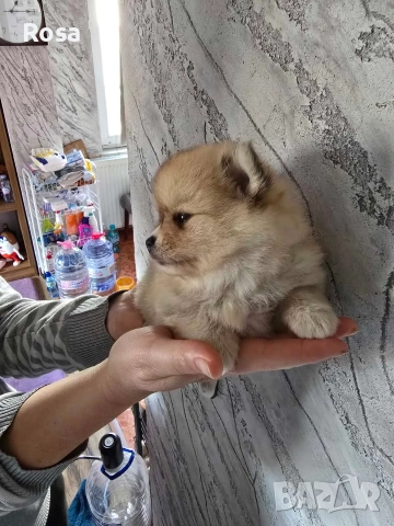Продавам померани , снимка 8 - Померан - 52681968