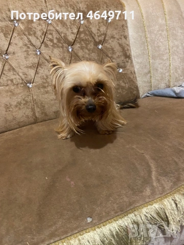 Продава се порода иорщериер , снимка 2 - Други - 53358354