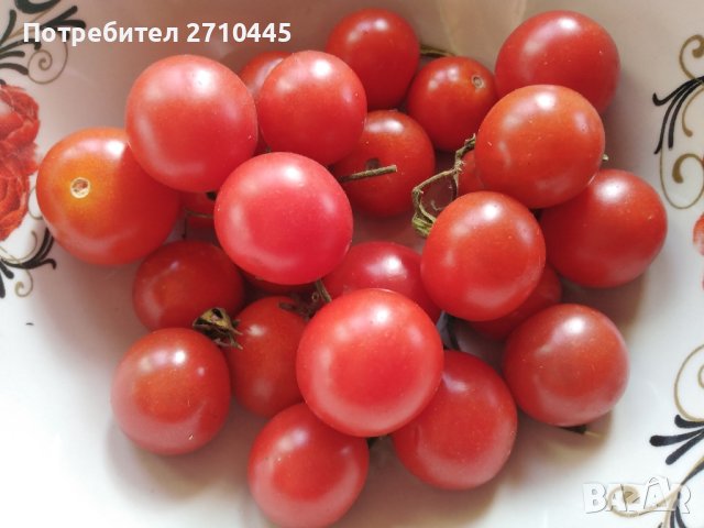 СЕМЕНА  от домати, пипер, камби и др. , снимка 5 - Сортови семена и луковици - 42767392