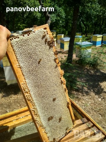 БИО Манов мед от Сакар планина, снимка 2 - Пчелни продукти - 37308804