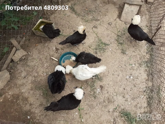 Селски кокошки, снимка 18 - Кокошки и пуйки - 54326302