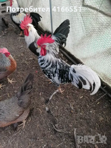 Петли Легхорн Бял, Сребърна Италянка и Ексченджрр, снимка 7 - Кокошки и пуйки - 53125728
