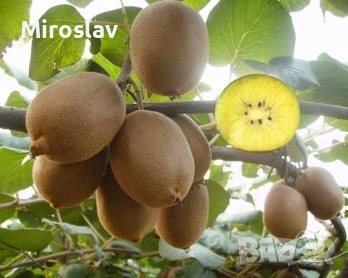 Киви Голд-(Златно киви), снимка 2 - Градински цветя и растения - 53878389