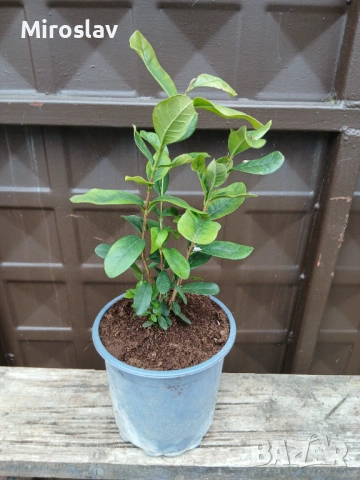 Ананасова гуава (Фейхоа), снимка 9 - Градински цветя и растения - 53913023