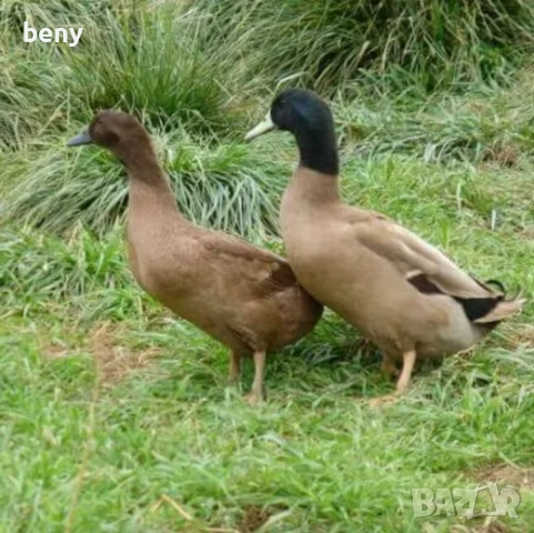 Продавам патици за яйца Каки Кемпбъл, снимка 4 - Патици и гъски - 52874486
