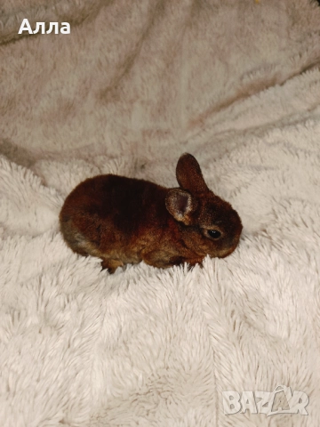 Голландско джуджета и Рекс, декоративно зайчета. 