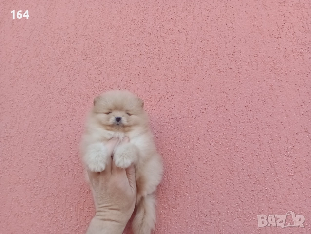 Мъжки Померани, снимка 12 - Померан - 52684765