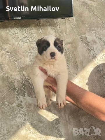 Продават се Алабайчета