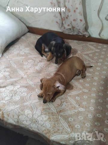 продавам две мъжки сладки дакелчета , снимка 3 - Дакели - 52361992
