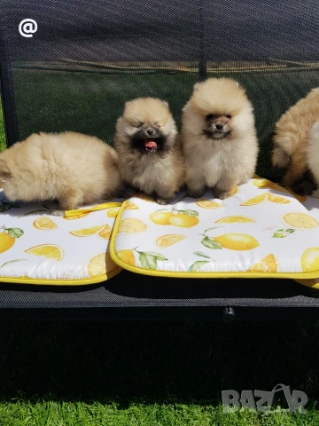 Померан померани Гр. София, снимка 5 - Померан - 54318867