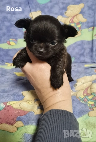 Продавам чихоахоа дългокосмести , снимка 2 - Чихуахуа - 52538651