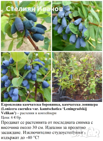 ПЛОДНИ ХРАСТИ В КОНТЕЙНЕРИ, снимка 14 - Градински цветя и растения - 53447504