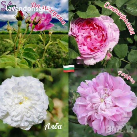  Мурсалски Чай – Разсад на Гол Корен | Планинска Билка, снимка 12 - Градински цветя и растения - 47333197