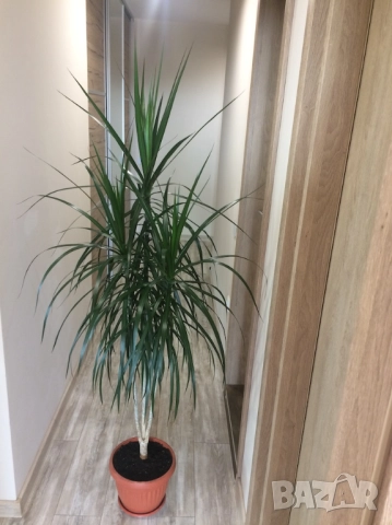 Спатифилум (Женско щастие), Драцена, Хлорофитум, , снимка 3 - Стайни растения - 50815848