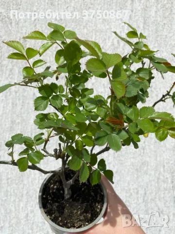 🌹 РОЗА 🌹 EDEN ROSE® Meiviolin/ GPT. EDEN ROSE Pierre De Ronsard ® 🌹, снимка 4 - Градински цветя и растения - 49621255