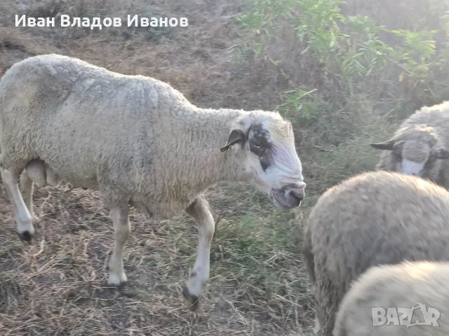 Био агнета-шилета 40-70 кг – 6 €/кг, снимка 4 - Овце - 55866270
