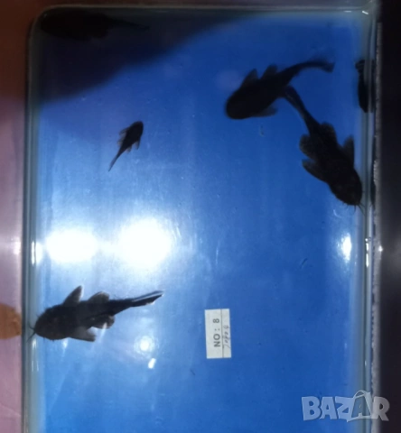 Продавам обикновени анциструси