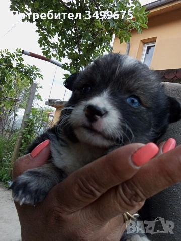 подарявам кученца, снимка 2 - Други - 54357004