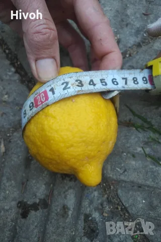 Млади лимонови дръвчета лимон , снимка 15 - Градински цветя и растения - 56135924