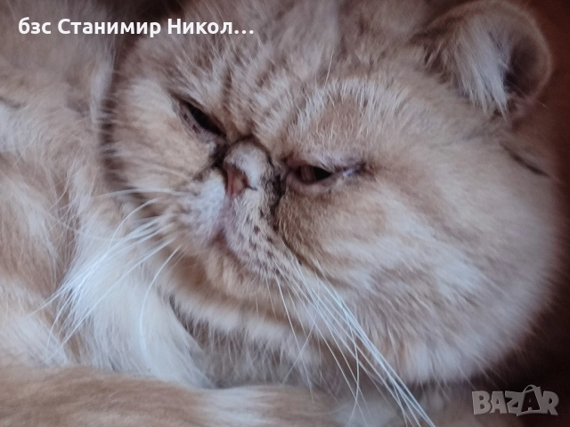 Женско екзотично персийско коте на 4 месеца., снимка 14 - Персийска - 52893968