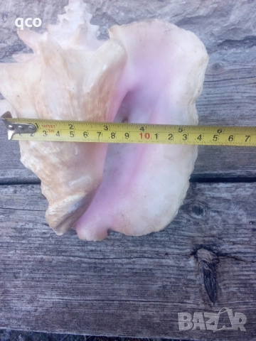 Огромен рапан 