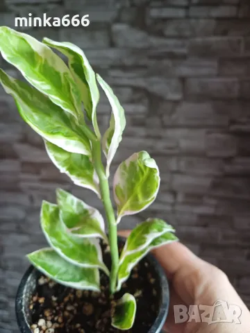 Еуфобрия педилантус, снимка 1