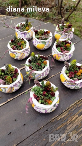 Гърнета аранжирани със сукуленти!, снимка 3 - Декорация за дома - 53206137