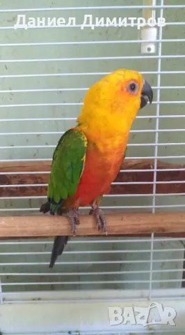 Папагали - разнообразие, снимка 3 - Папагали - 49706452