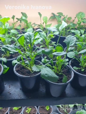 Маргарита Едроцветна, снимка 3 - Градински цветя и растения - 53078111