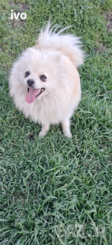 Померанче , снимка 2 - Немски шпиц - 54114667