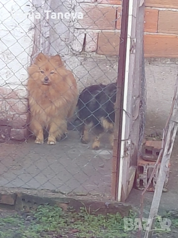 продават се пумеран и пумеран тип шпиц едното е на 2г другото е на 7мес женски , снимка 2 - Померан - 53308499