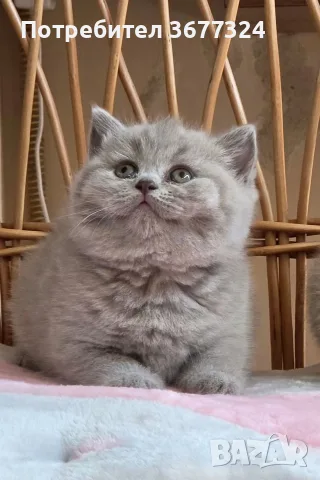 Британски късокосмести котета 