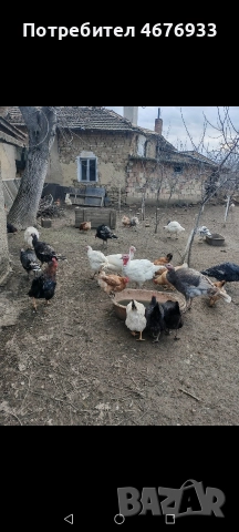 яйца от домашни селски кокошки, снимка 3 - Кокошки и пуйки - 52976595