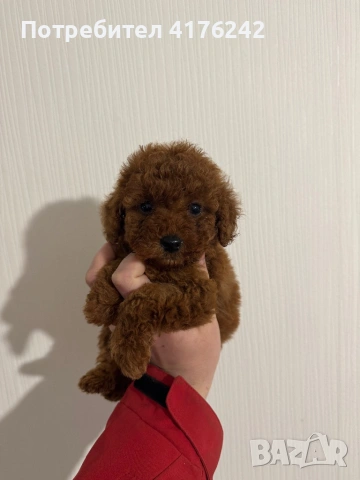 Пудел,той., снимка 2 - Пудели - 52576651