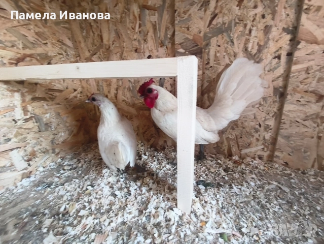 Яйца от зибрайт 