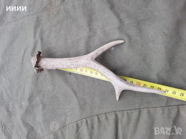 Рог от сръндак , снимка 2 - Антикварни и старинни предмети - 52631583