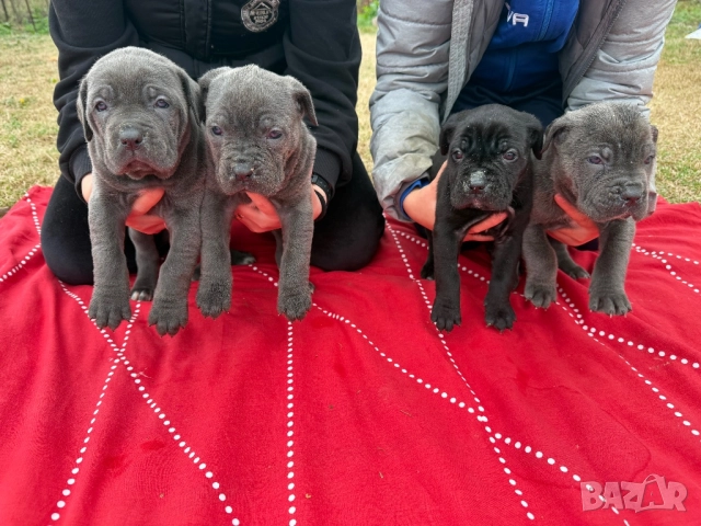 Кученца кане корсо, снимка 2 - Кане корсо - 52584769