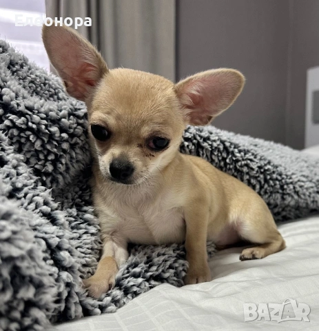 Топ Мини Чихуахуа Момиченце, снимка 2 - Чихуахуа - 53360843