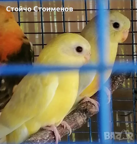 Млади пойни папагалчета, снимка 3 - Папагали - 54925447