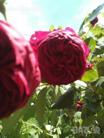 Резници червена сортова роза, снимка 2 - Градински цветя и растения - 29160968