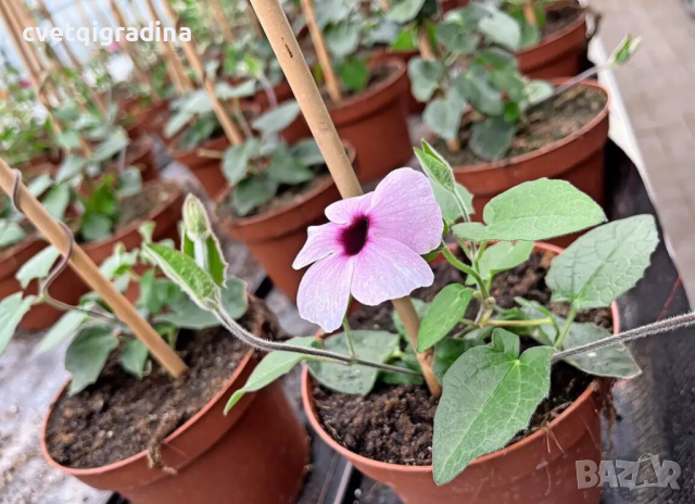 Thunbergia Rose sensation (Тунбергия Розова сензация), снимка 2 - Градински цветя и растения - 44555919