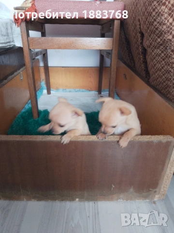 животни мини чихопинчари , снимка 2 - Пинчер - 54267305