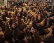 Кокошки Ломан браун , снимка 1 - Кокошки и пуйки - 44191604