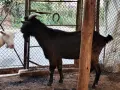 Продавам пръчове, снимка 5