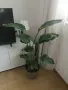 Живо растение Стрелиция Николай – 100 см + декоративна кашпа, снимка 2