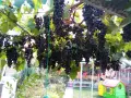 продавам грозде за вино или ракия, снимка 3