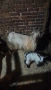 Продавам коза с мъжко яре, снимка 2